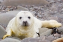 Grey Seal pup 3. Nov '19.