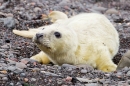 Grey Seal pup 2. Nov '19.