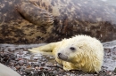 Grey Seal pup 1. Nov '19.