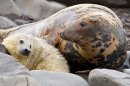 Female Grey Seal with pup 2. Nov '19.