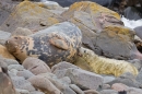 Grey Seal female and pup 1. Nov '19.