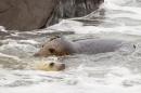 Female and pup Grey Seal in the sea. Nov '19.