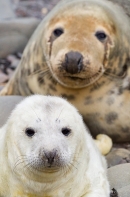 Pup and female Grey Seal,close up. Nov '19.