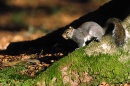 Grey Squirrel on beech root.