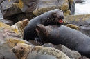 Bull Grey Seals aggression 2.Nov '19.