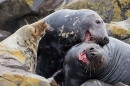 Bull Grey Seals aggression 1. Nov '19.