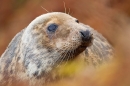 Grey Seal cow thru the bracken 4. Nov '19.