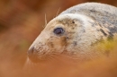 Grey Seal cow thru bracken 2. Nov '19.