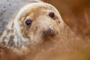 Grey Seal cow thru bracken 1. Nov '19.