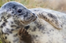 Grey Seal youngster amongst grasses 5. Nov '19.