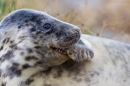 Grey Seal youngster amongst grasses 3. Nov '19.