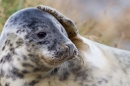 Grey Seal youngster amongst grasses 2. Nov '19.
