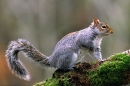 Grey Squirrel on mossy birch branch 2.