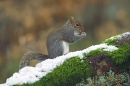 Grey Squirrel on snowy beech.