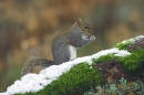 Grey Squirrel on snowy beech.