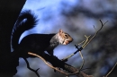 Grey Squirrel,part silhouette.