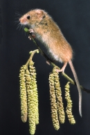 Harvest Mouse on hazel catkins 2.