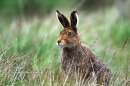 Mountain Hare.