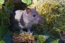Brown rat emerging from ivy mossy rock hole 5. Apr. '20.