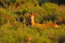 Roe buck in heather.