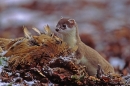 Stoat and pheasant prey.