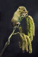 Harvest Mouse on hazel catkins.