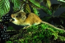 Harvest Mouse and blackberries.