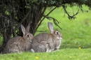 2 Rabbits.