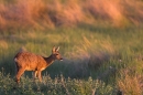 Roe deer in nettles.