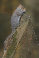 American Tree Rat on old fence post.