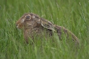 Brown Hare.