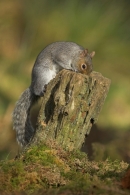 Grey Squirrel looking for food.