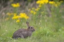 Rabbit.