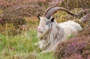 The Boss wild goat resting. Sept. '20.