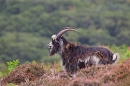 Dark male wild goat scent tasting. Sept. '20.