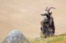 Dark male wild goat 2. Sept. '20.