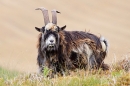 Male dark wild goat 1. Sept. '20.