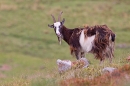 Wild goat and rock. Sept. '20.