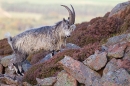 Wild billy goat 3 T2. Sept. '20.