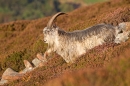 Wild billy goat 2 T2. Sept. '20.