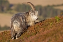 Wild billy goat 1 T2. Sept. '20.