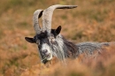 Dark billy goat T3. Oct. '20.