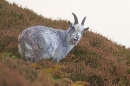 Wild goat youngster calling out.T3. Oct. '20.