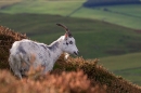 Wild nanny goat,rimlit. T3. Oct. '20.