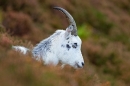 Wild nanny goat portrait 1. T3. Oct. '20.
