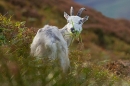 Wild nanny goat with grass 2. T3. Oct. '20.