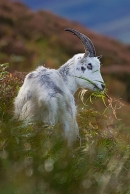 Wild nanny goat with grass 1. T3. Oct. '20.