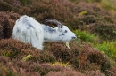 Wild nanny goat feeding. T3. Oct. '20.
