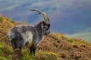 Young billy goat. T3. Oct. '20.