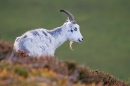 Wild nanny goat. T3. Oct. '20.